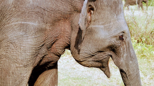 Elephant in Kerala, India