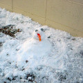 Seeing snow fall in Japan