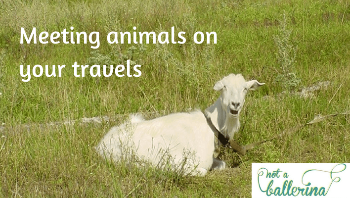 Meeting goat in Lithuania - Not A Ballerina
