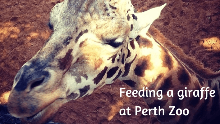 Feeding a giraffe at Perth Zoo, Western Australia