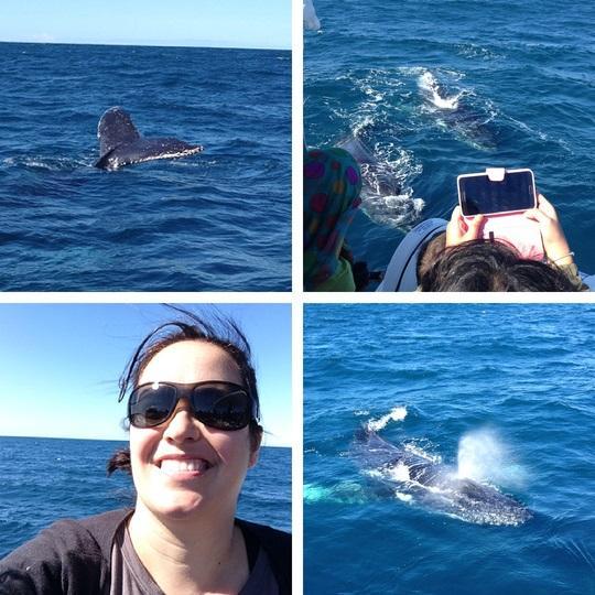 Whale watching on the Gold Coast