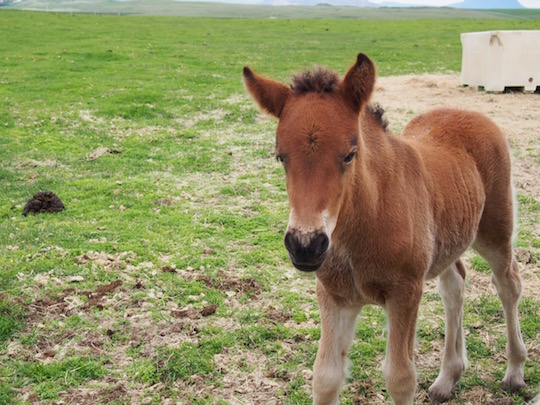 A friendly foal at Icelandic Horse World in southern Iceland