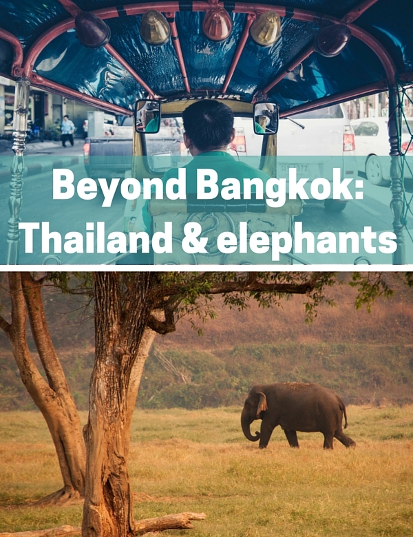 Thailand and elephants