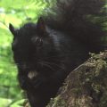 Squirrel in Stanley Park, Vancouver, Canada