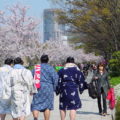 Sumo wrestlers and cherry blossom at Osaka Castle Park