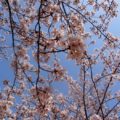 Cherry blossom in Japan