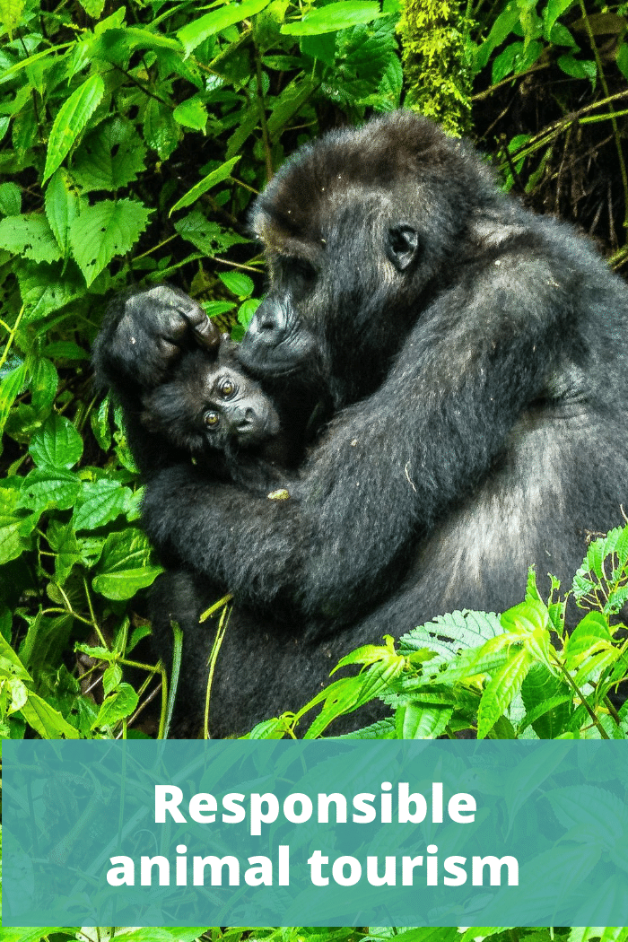 Responsible animal tourism - The Thoughtful Travel Podcast Episode 199