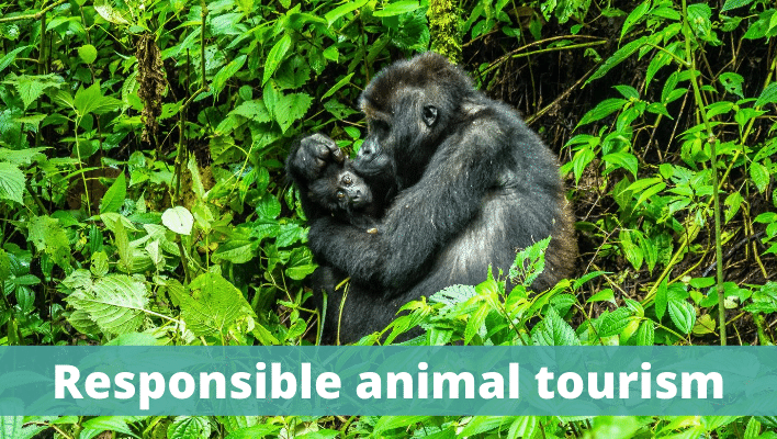 Responsible animal tourism - The Thoughtful Travel Podcast Episode 199