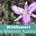 Wildflowers in Western Australia Trip Diary - The Thoughtful Travel Podcast Episode 202