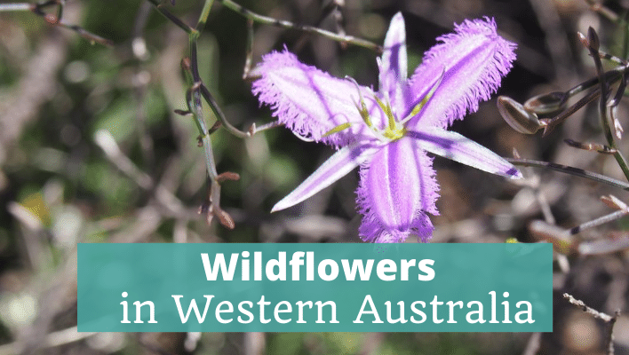Wildflowers in Western Australia Trip Diary - The Thoughtful Travel Podcast Episode 202