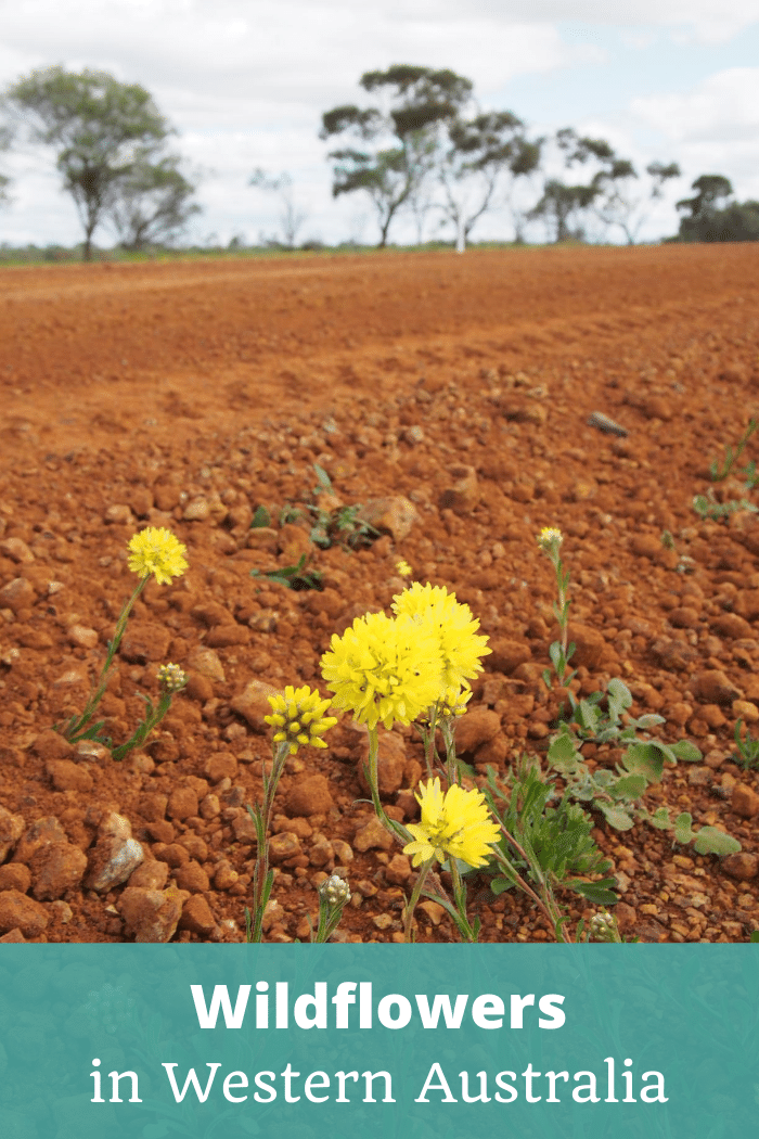 Wildflowers in Western Australia Trip Diary - The Thoughtful Travel Podcast Episode 202