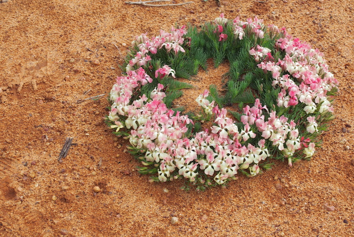 Wreath flower on Yalgoo Morawa road Western Australia