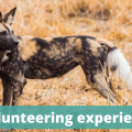 Volunteering experiences - The Thoughtful Travel Podcast