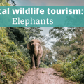 Ethical Wildlife Tourism Elephants - The Thoughtful Travel Podcast Episode 252