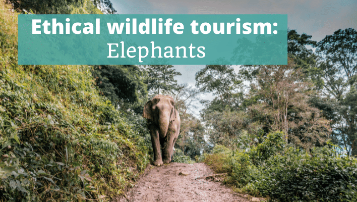 Ethical Wildlife Tourism Elephants - The Thoughtful Travel Podcast Episode 252
