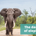 The dangers of elephants - The Thoughtful Travel Podcast