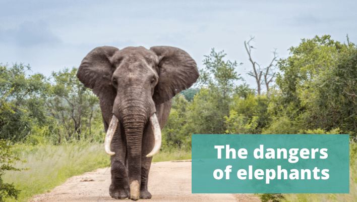 The dangers of elephants - The Thoughtful Travel Podcast