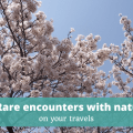 Rare encounters with nature Episode 327 of The Thoughtful Travel Podcast