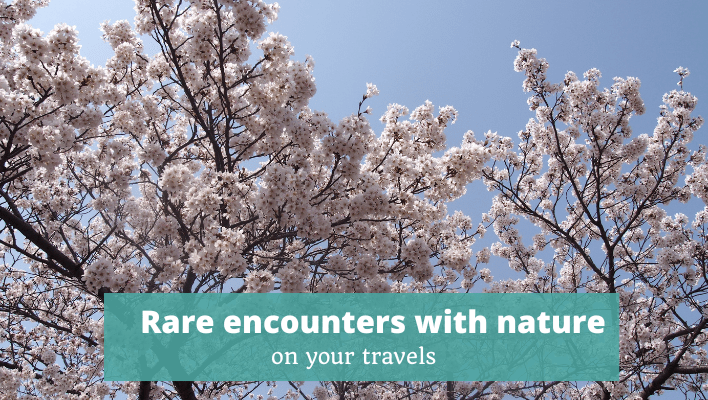 Rare encounters with nature Episode 327 of The Thoughtful Travel Podcast