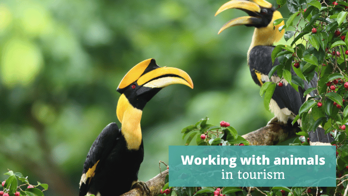 Working with animals in tourism Episode 331 of The Thoughtful Travel Podcast