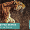 Dangerous animals on our travels Episode 373 The Thoughtful Travel Podcast