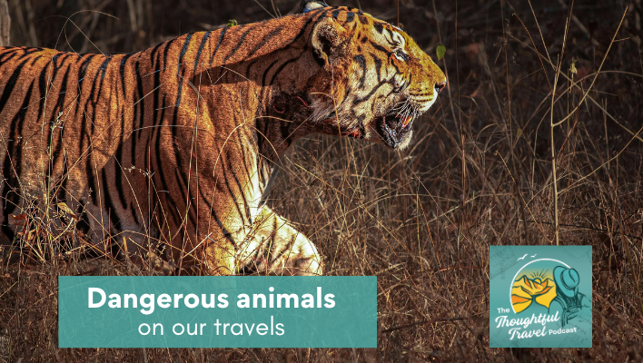 Dangerous animals on our travels Episode 373 The Thoughtful Travel Podcast